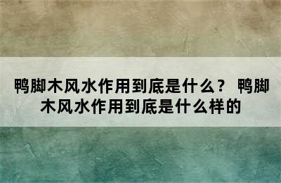 鸭脚木风水作用到底是什么？ 鸭脚木风水作用到底是什么样的